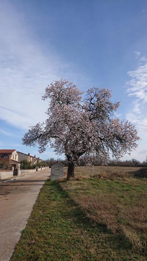 Villa Sole Svetvincenat Exterior photo